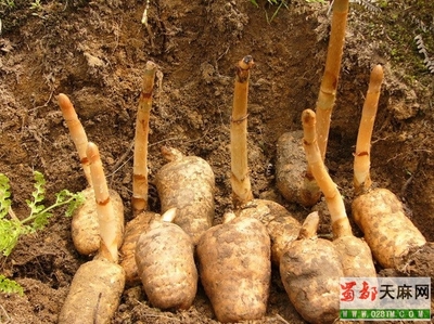 請(qǐng)問(wèn)這是什么植物呀,是天麻嗎?